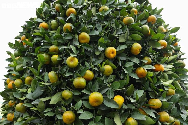 Chưa đến Tết, quýt cảnh lục bình giá chục triệu đồng đã 'cháy hàng' - Ảnh 4