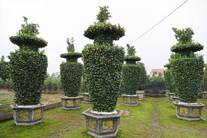 Chưa đến Tết, quýt cảnh lục bình giá chục triệu đồng đã 'cháy hàng' - Ảnh 2