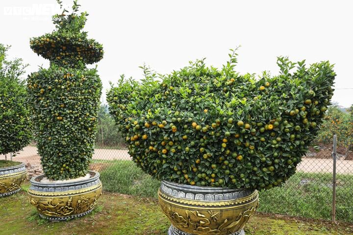 Chưa đến Tết, quýt cảnh lục bình giá chục triệu đồng đã 'cháy hàng' - Ảnh 7