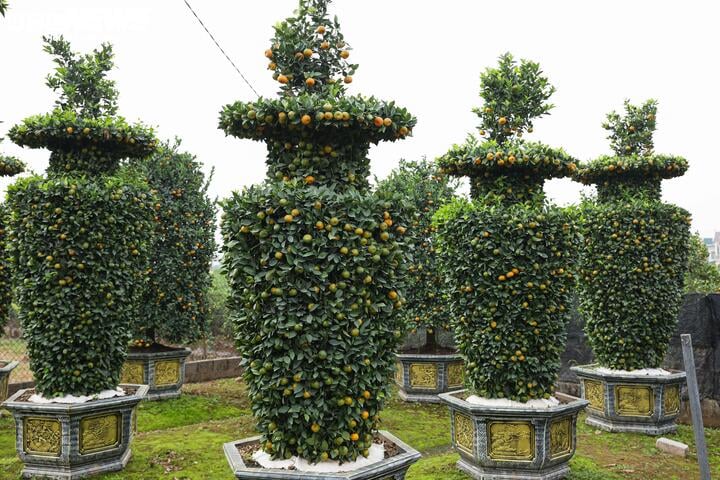 Chưa đến Tết, quýt cảnh lục bình giá chục triệu đồng đã 'cháy hàng' - Ảnh 5