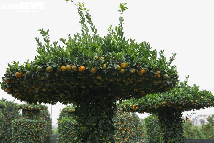 Chưa đến Tết, quýt cảnh lục bình giá chục triệu đồng đã 'cháy hàng' - Ảnh 8