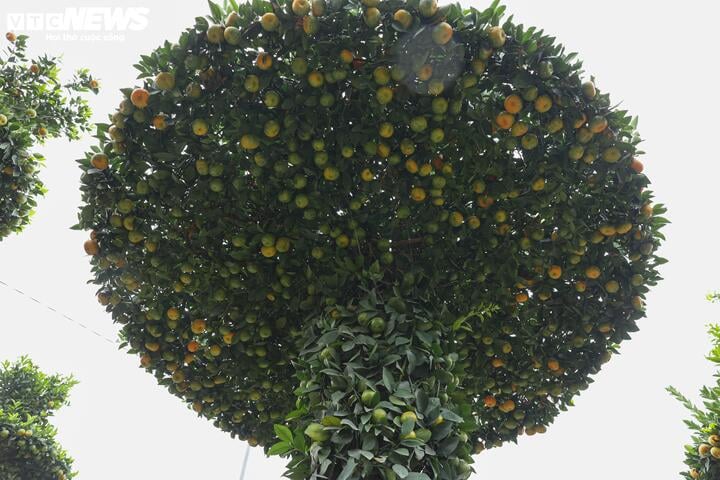 Chưa đến Tết, quýt cảnh lục bình giá chục triệu đồng đã 'cháy hàng' - Ảnh 10