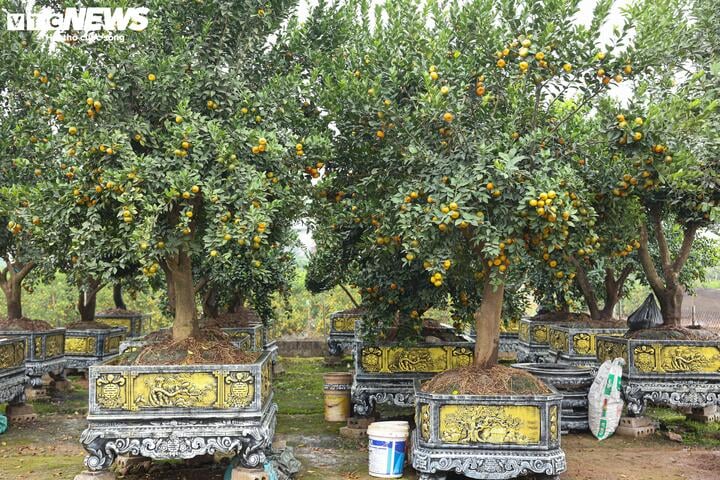 Chưa đến Tết, quýt cảnh lục bình giá chục triệu đồng đã 'cháy hàng' - Ảnh 6