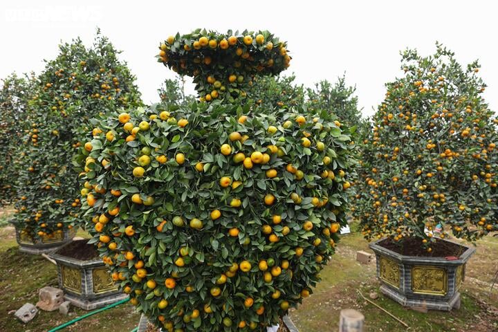Chưa đến Tết, quýt cảnh lục bình giá chục triệu đồng đã 'cháy hàng' - Ảnh 9