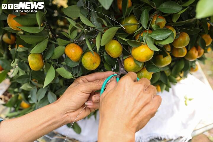 Chưa đến Tết, quýt cảnh lục bình giá chục triệu đồng đã 'cháy hàng' - Ảnh 13