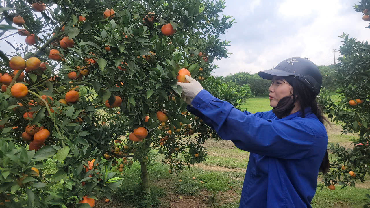 Về "thủ phủ" cam nổi tiếng ở miền Bắc, nông dân thu hàng trăm triệu đồng đến tiền tỉ mỗi ha - Ảnh 1