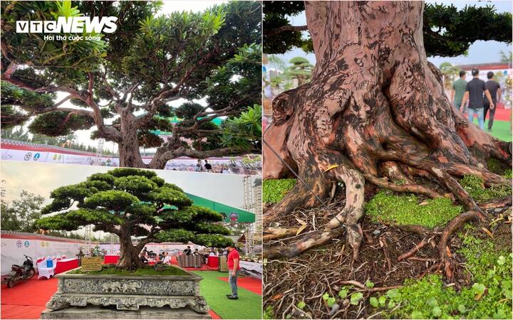 Loạt cây cảnh giá bằng cả căn chung cư hội tụ ở Hà Nội - Ảnh 1