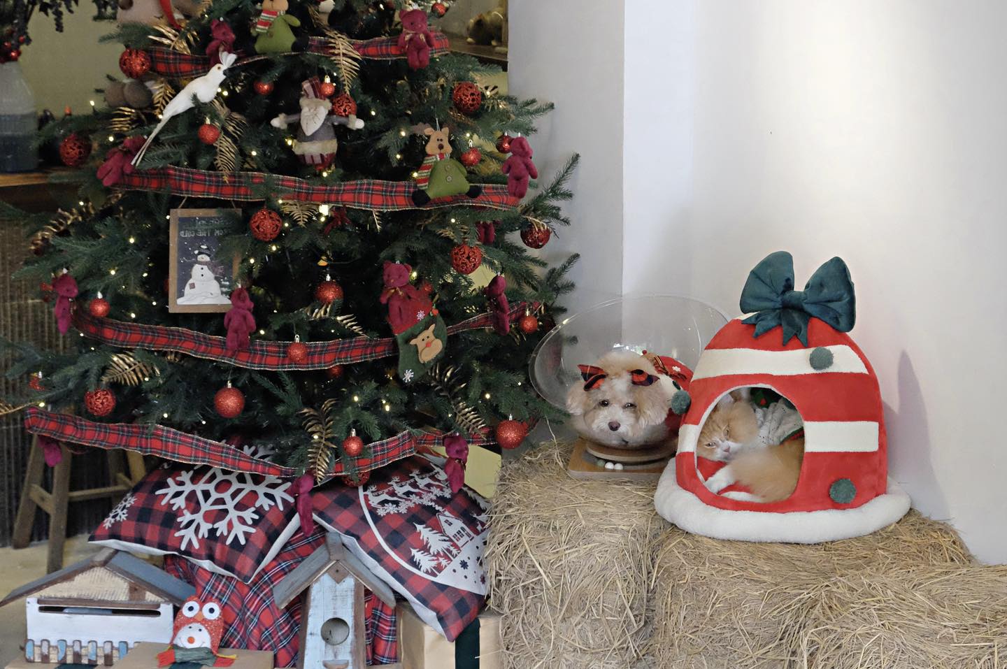 Chủ quán cà phê "hốt bạc" nhờ theo trend chụp hình mùa Noel - Ảnh 5