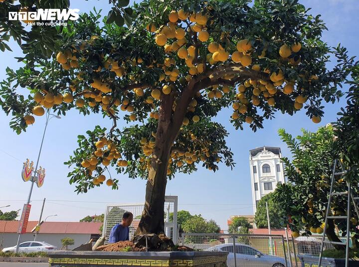 Mãn nhãn cây bưởi cảnh trĩu trịt quả, giá 800 triệu đồng - Ảnh 2