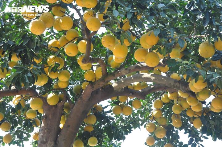 Mãn nhãn cây bưởi cảnh trĩu trịt quả, giá 800 triệu đồng - Ảnh 1