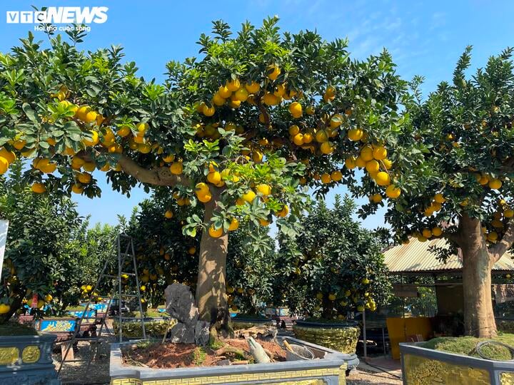 Mãn nhãn cây bưởi cảnh trĩu trịt quả, giá 800 triệu đồng - Ảnh 4