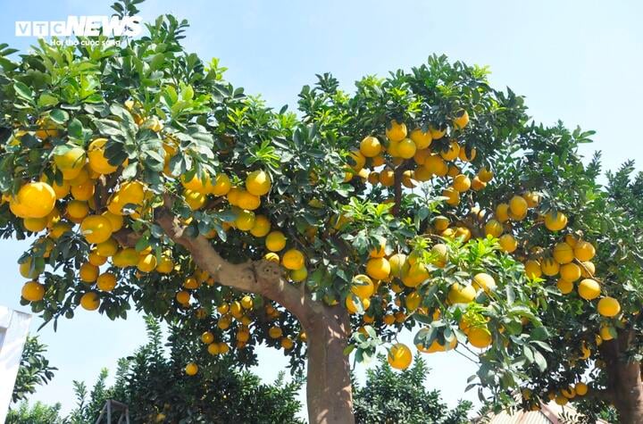Mãn nhãn cây bưởi cảnh trĩu trịt quả, giá 800 triệu đồng - Ảnh 3