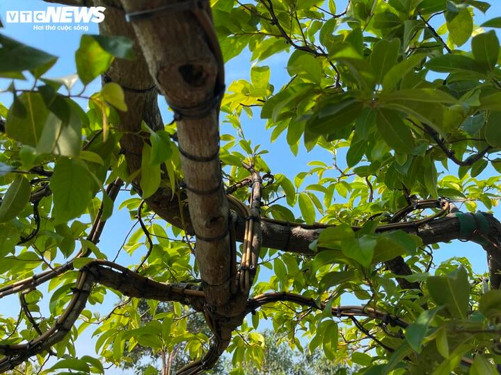 Cận cảnh cây thị độc lạ, khách trả 2 tỷ đồng vẫn không mua được - Ảnh 10