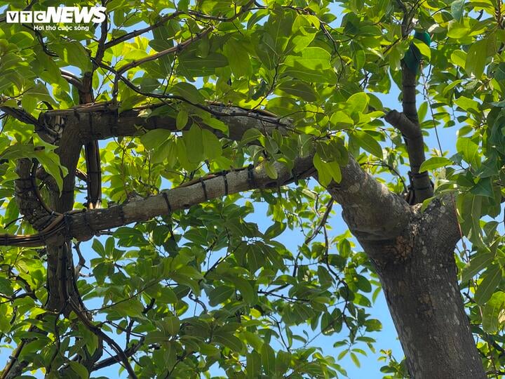 Cận cảnh cây thị độc lạ, khách trả 2 tỷ đồng vẫn không mua được - Ảnh 7