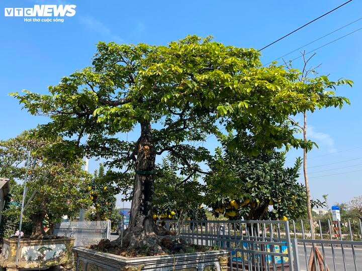 Cận cảnh cây thị độc lạ, khách trả 2 tỷ đồng vẫn không mua được - Ảnh 4