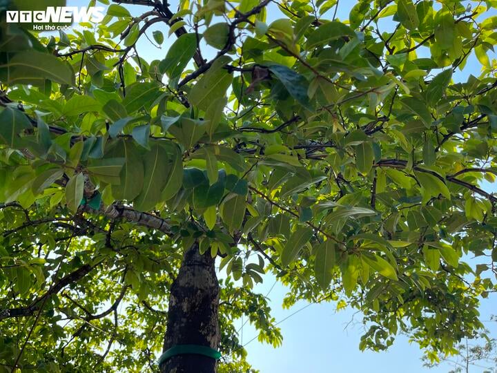 Cận cảnh cây thị độc lạ, khách trả 2 tỷ đồng vẫn không mua được - Ảnh 11