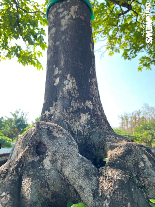 Cận cảnh cây thị độc lạ, khách trả 2 tỷ đồng vẫn không mua được - Ảnh 6