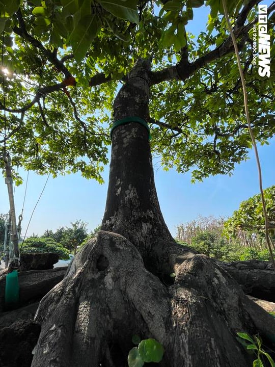 Cận cảnh cây thị độc lạ, khách trả 2 tỷ đồng vẫn không mua được - Ảnh 3