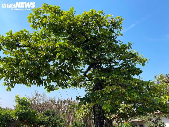Cận cảnh cây thị độc lạ, khách trả 2 tỷ đồng vẫn không mua được - Ảnh 1