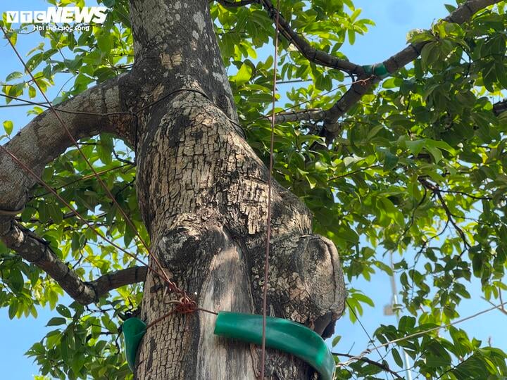 Cận cảnh cây thị độc lạ, khách trả 2 tỷ đồng vẫn không mua được - Ảnh 2