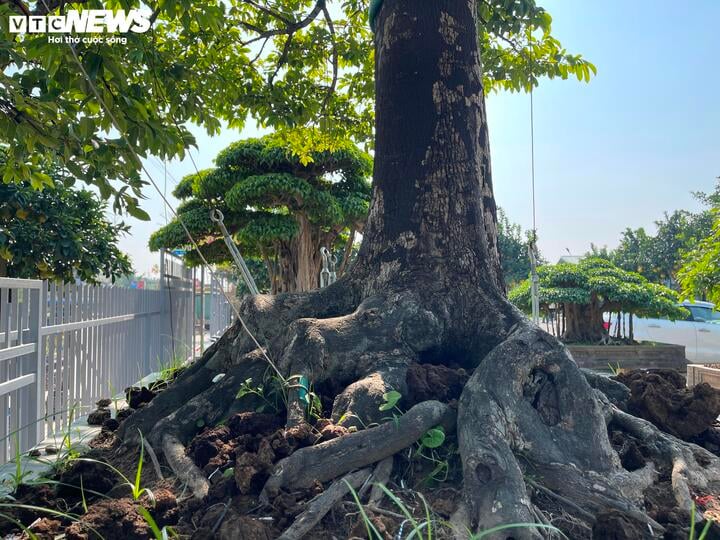 Cận cảnh cây thị độc lạ, khách trả 2 tỷ đồng vẫn không mua được - Ảnh 5