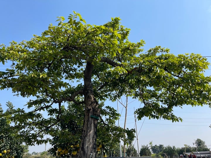 Cận cảnh cây thị độc lạ, khách trả 2 tỷ đồng vẫn không mua được - Ảnh 9