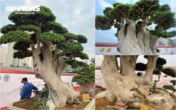 Loạt cây cảnh giá bằng cả căn chung cư hội tụ ở Hà Nội - Ảnh 2