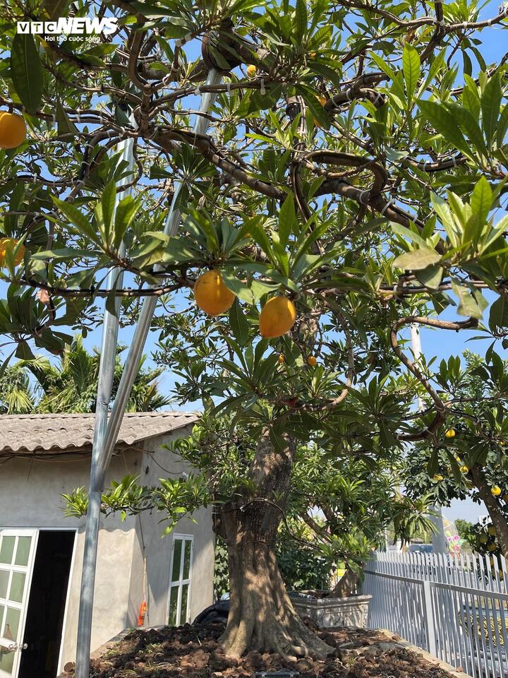 Cây trứng gà đắt giá bậc nhất thị trường cây cảnh Tết, lên đến 800 triệu đồng - Ảnh 1