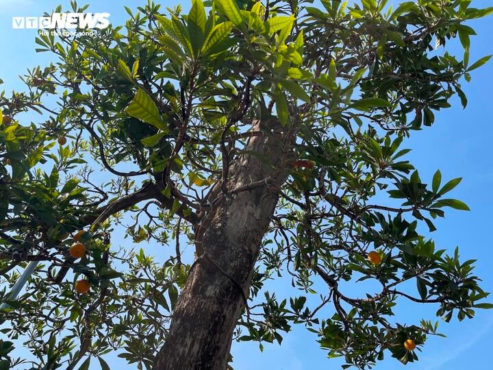 Cây trứng gà đắt giá bậc nhất thị trường cây cảnh Tết, lên đến 800 triệu đồng - Ảnh 9