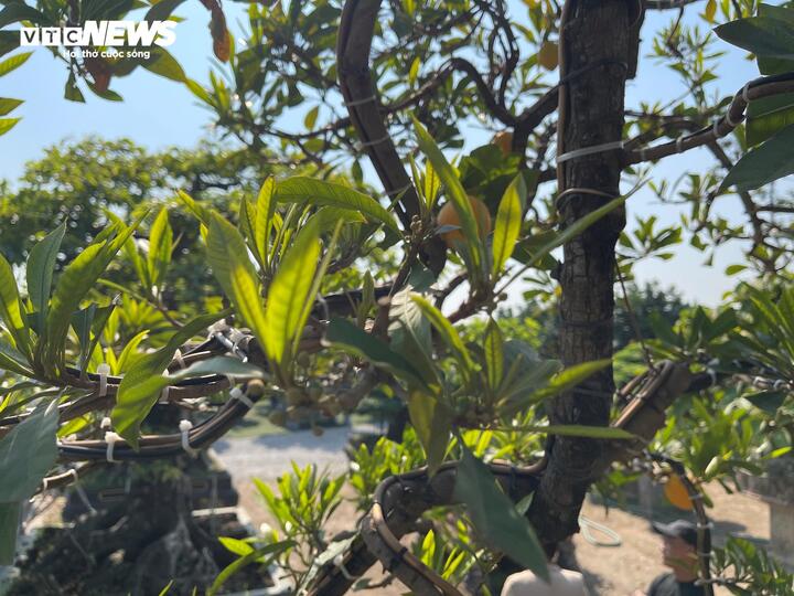 Cây trứng gà đắt giá bậc nhất thị trường cây cảnh Tết, lên đến 800 triệu đồng - Ảnh 8