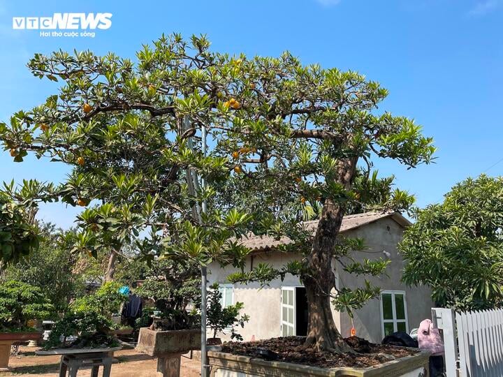 Cây trứng gà đắt giá bậc nhất thị trường cây cảnh Tết, lên đến 800 triệu đồng - Ảnh 10