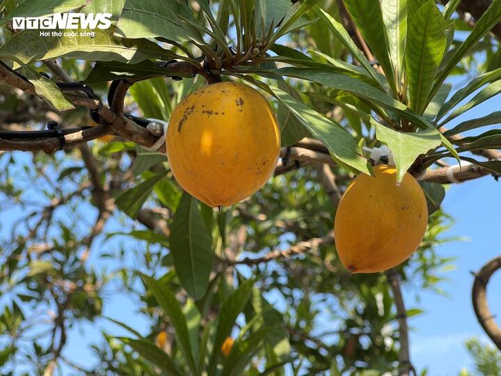 Cây trứng gà đắt giá bậc nhất thị trường cây cảnh Tết, lên đến 800 triệu đồng - Ảnh 7