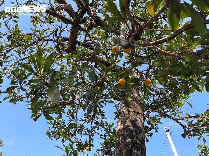 Cây trứng gà đắt giá bậc nhất thị trường cây cảnh Tết, lên đến 800 triệu đồng - Ảnh 2