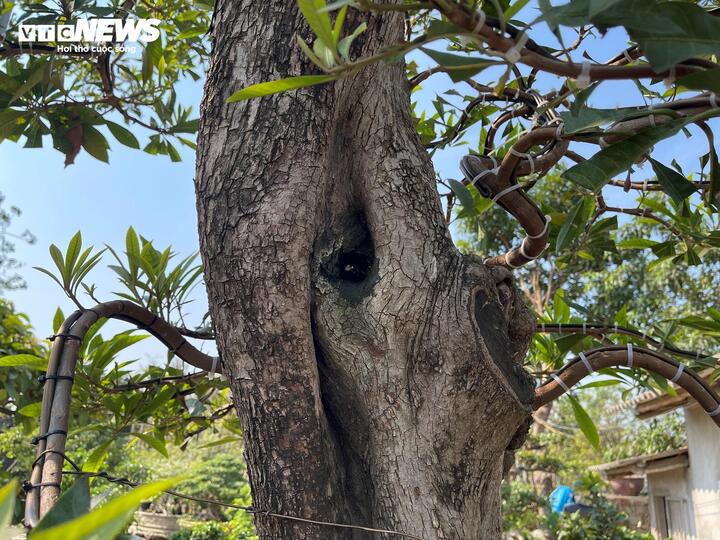 Cây trứng gà đắt giá bậc nhất thị trường cây cảnh Tết, lên đến 800 triệu đồng - Ảnh 3