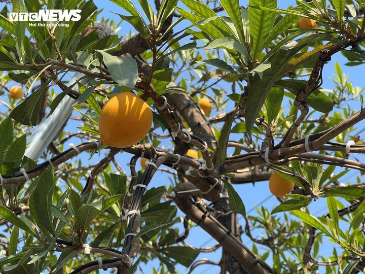 Cây trứng gà đắt giá bậc nhất thị trường cây cảnh Tết, lên đến 800 triệu đồng - Ảnh 6