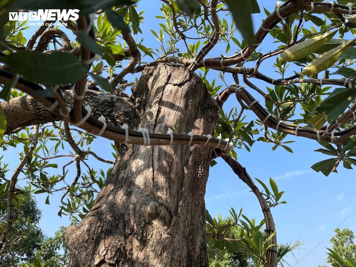 Cây trứng gà đắt giá bậc nhất thị trường cây cảnh Tết, lên đến 800 triệu đồng - Ảnh 4