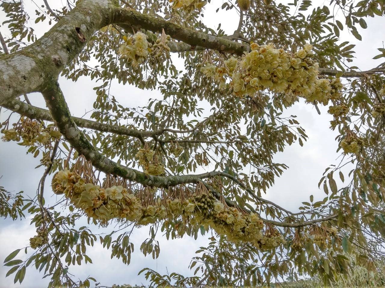 Mặt hàng của Việt Nam khiến Trung Quốc "mê đắm", 11 tháng chi gần 110.000 tỷ đồng để nhập khẩu - Ảnh 1