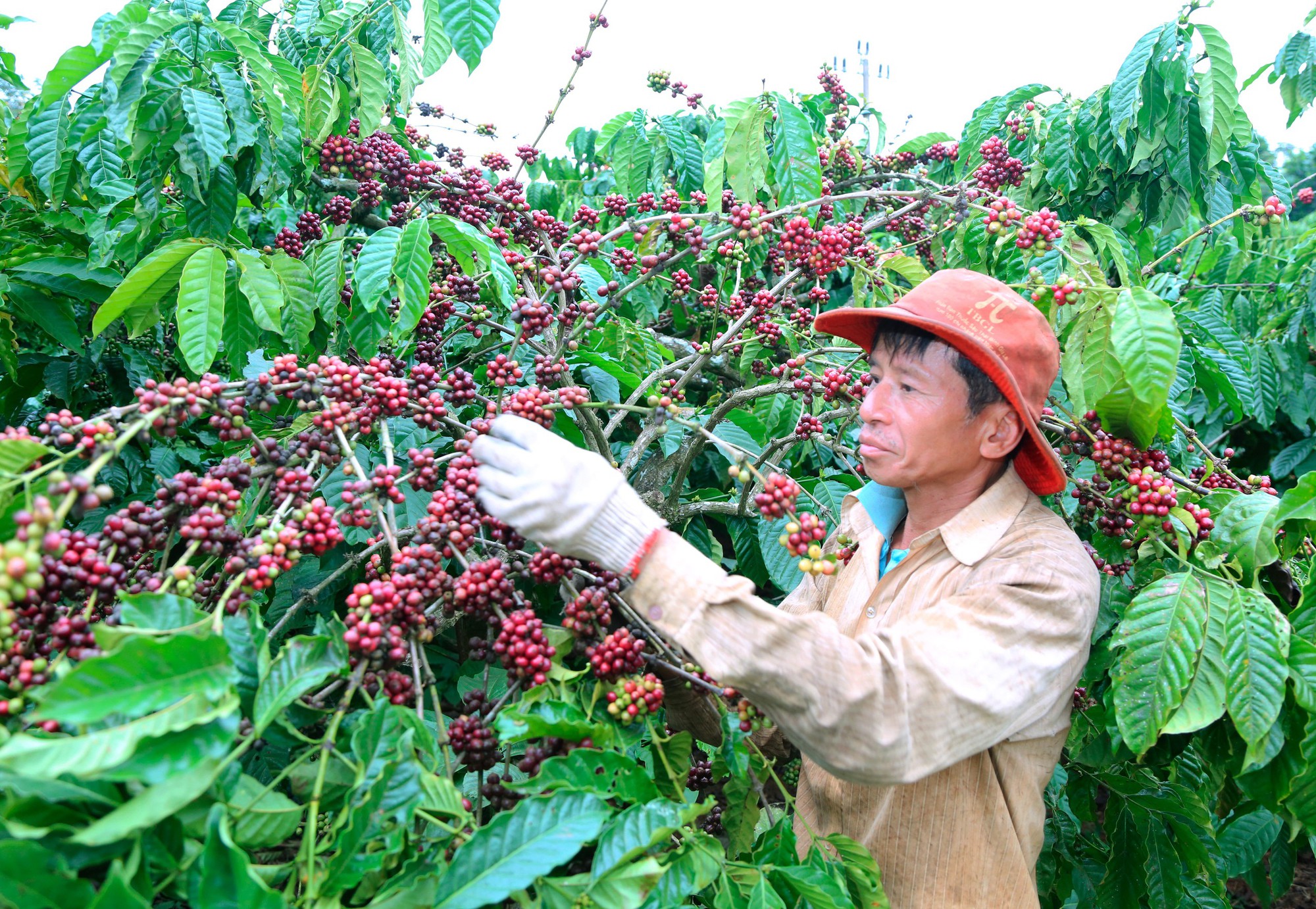 Giải mã giá cà phê - Ảnh 1