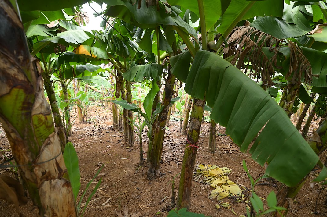 Giá chuối xanh tới 500 ngàn đồng/buồng, thương lái mua cả vườn xuất sang Trung Quốc - Ảnh 1