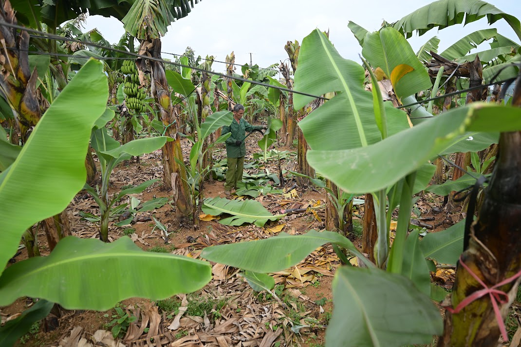 Giá chuối xanh tới 500 ngàn đồng/buồng, thương lái mua cả vườn xuất sang Trung Quốc - Ảnh 2