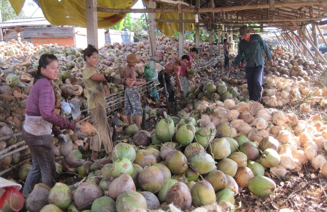 Xuất khẩu dừa đạt kỷ lục, thu về 900 triệu USD - Ảnh 4