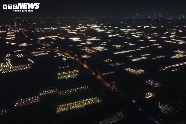 Chong đèn xuyên đêm, bắt hoa nở trúng Tết: 'Thủ phủ' hoa Hà Nội huyền ảo hút mắt - Ảnh 16