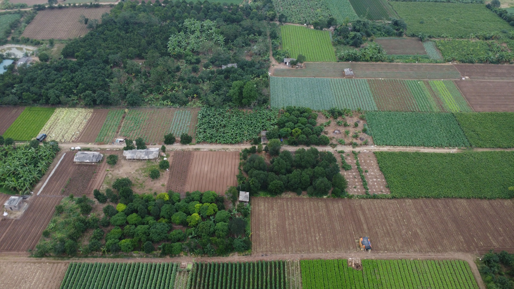 Giống bưởi "đổi màu theo tháng" khan hàng dịp sát Tết vì 1 lý do, người nông dân không giấu được tiếc nuối - Ảnh 1