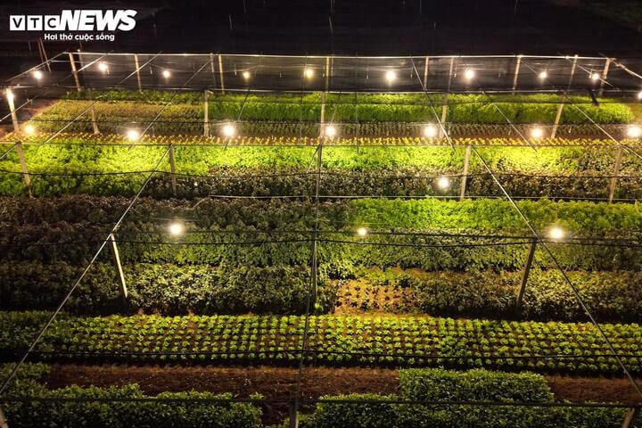 Chong đèn xuyên đêm, bắt hoa nở trúng Tết: 'Thủ phủ' hoa Hà Nội huyền ảo hút mắt - Ảnh 2