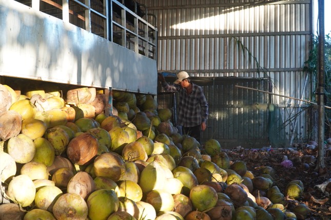 Lý do dừa Bến Tre khan hiếm, giá tăng từng ngày - Ảnh 1
