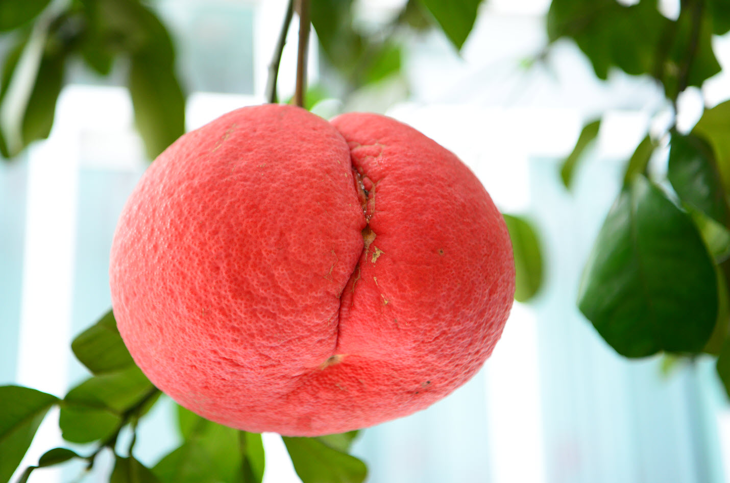 Giống bưởi "đổi màu theo tháng" khan hàng dịp sát Tết vì 1 lý do, người nông dân không giấu được tiếc nuối - Ảnh 10