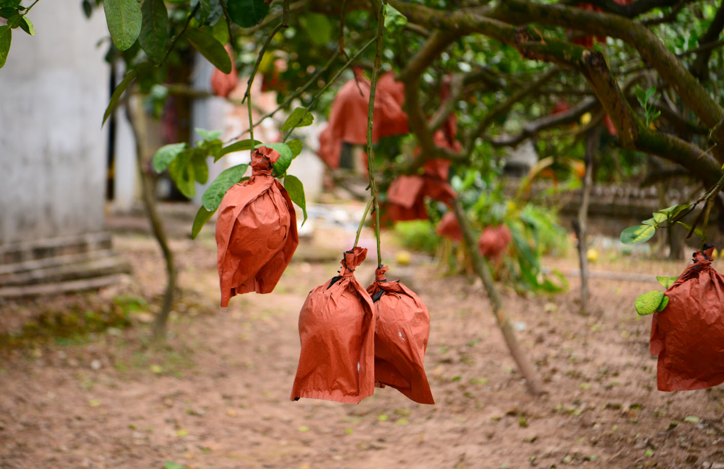 Giống bưởi "đổi màu theo tháng" khan hàng dịp sát Tết vì 1 lý do, người nông dân không giấu được tiếc nuối - Ảnh 9