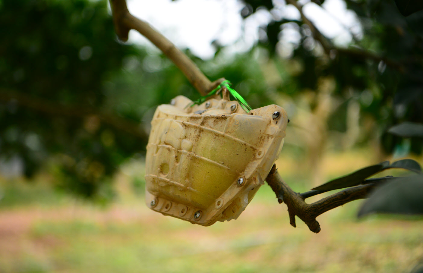 Giống bưởi "đổi màu theo tháng" khan hàng dịp sát Tết vì 1 lý do, người nông dân không giấu được tiếc nuối - Ảnh 8