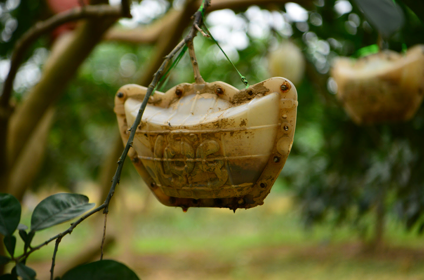 Giống bưởi "đổi màu theo tháng" khan hàng dịp sát Tết vì 1 lý do, người nông dân không giấu được tiếc nuối - Ảnh 6