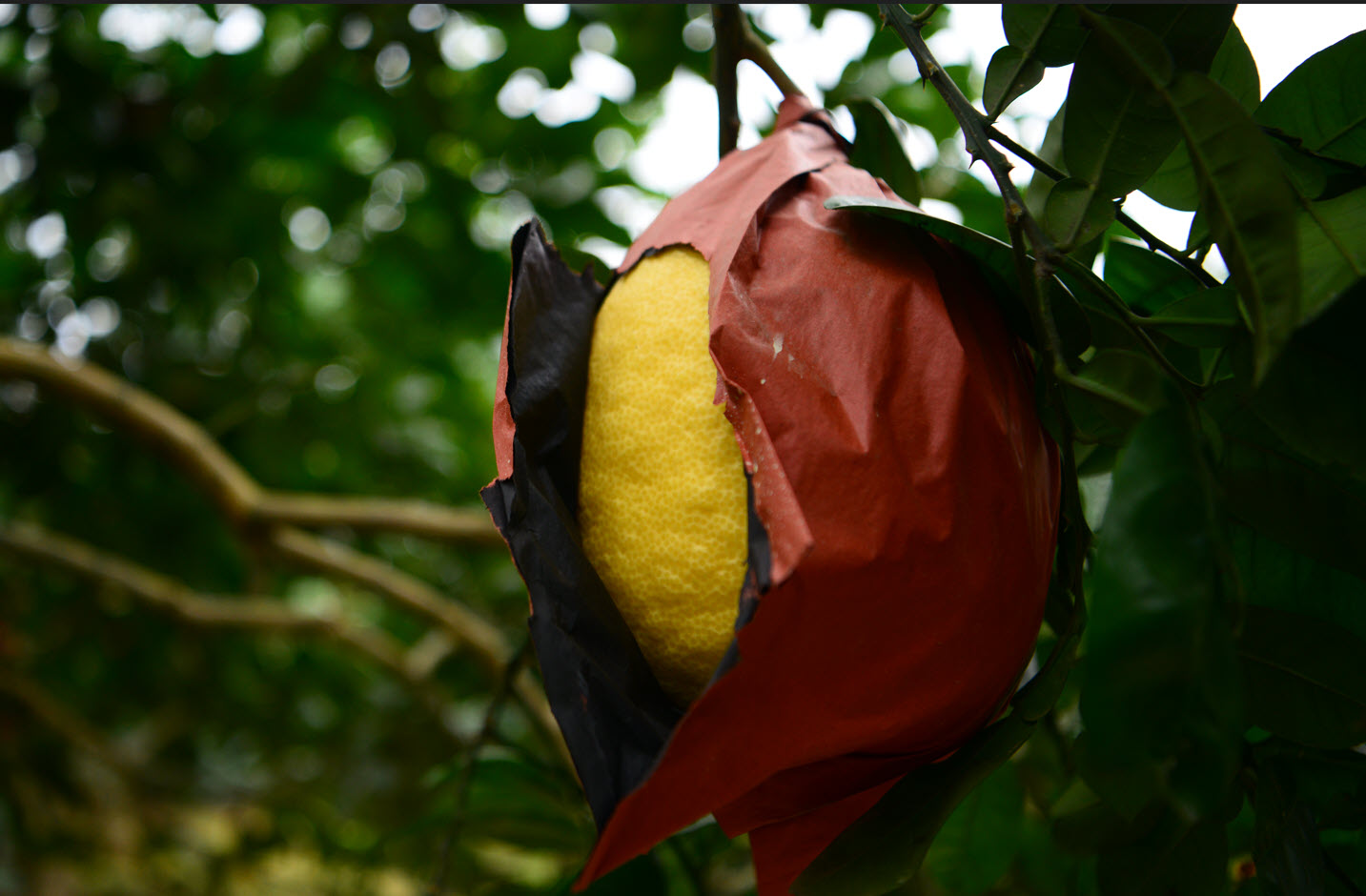 Giống bưởi "đổi màu theo tháng" khan hàng dịp sát Tết vì 1 lý do, người nông dân không giấu được tiếc nuối - Ảnh 7